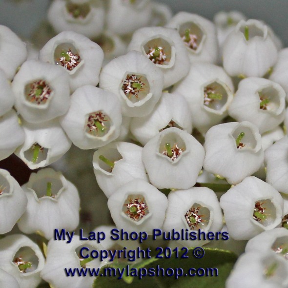 White Pieris Flowers