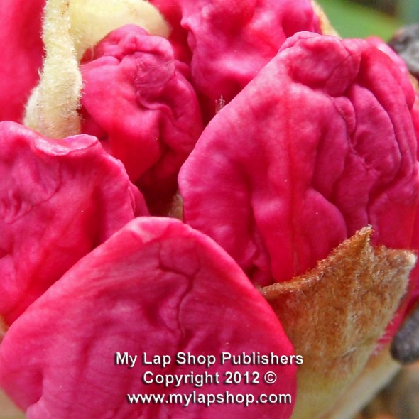 Rhododendron Flower Buds