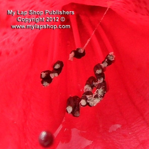 Red Rhododendron Stamen And Stigma
