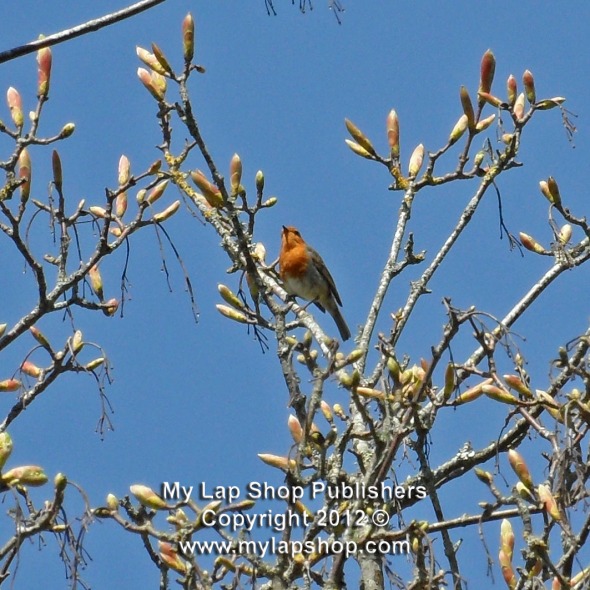 Robin In A Tree