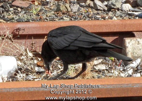 Railway Crow