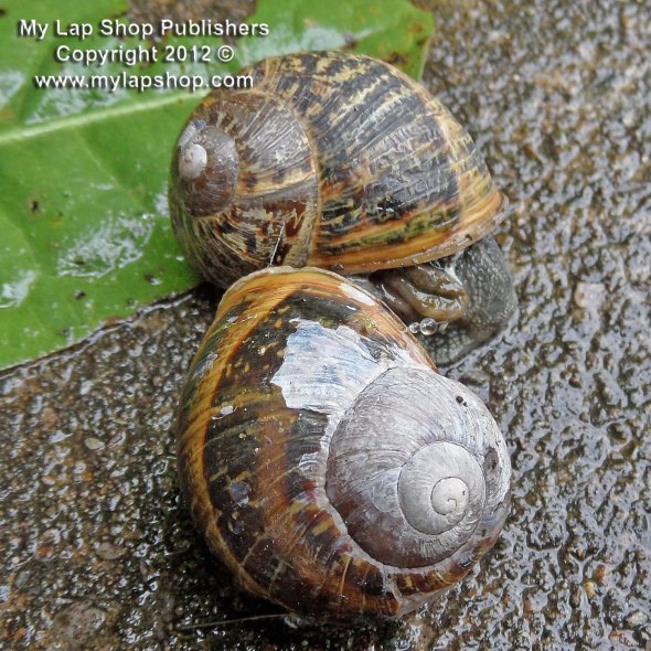 Snails Mating
