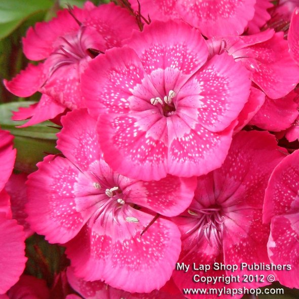 Sweet William Pink Flowers