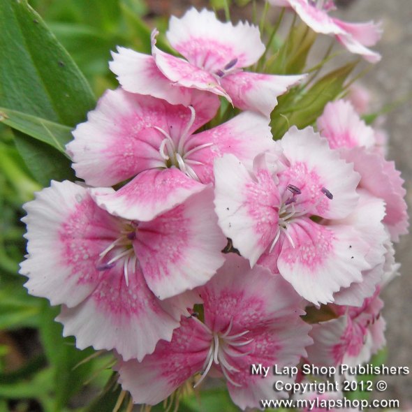 Sweet William White And Pink Flowers